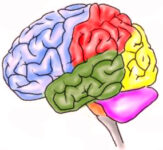 Prenatale suppletie omega-3 vetzuren en hersenvolume