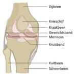 Collageensupplement herstelt gewrichten van sporters