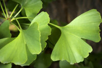 Ginkgo biloba en choline voor geheugen