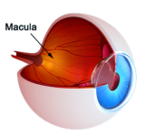 Luteïne en zeaxanthine bij maculadegeneratie
