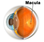 Antioxidanten bij maculadegeneratie