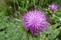 Mariadistel veelbelovend voor de behandeling van diabetes