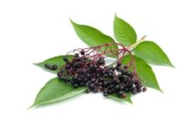 Vlierbes als prebioticum?