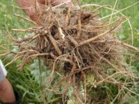 Rhodiola rosea als alternatief voor antidepressiva