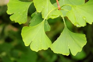 Ginkgo biloba