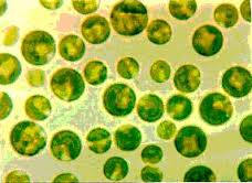 Chlorella