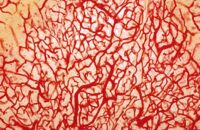 Creatine gunstig voor microcirculatie