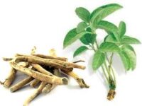 Ashwagandha lijkt veilig bij langdurig gebruik