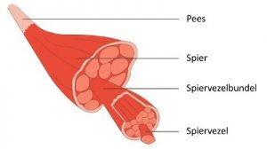 Spierdikte