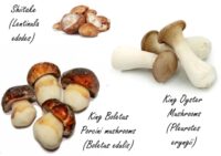 Eet meer paddenstoelen als kankerpreventie