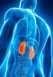 Vitamine K2 voor betere hart- en vaatgezondheid na niertransplantatie