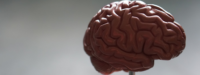 Choline draagt bij aan tegengaan van cognitieve stoornissen