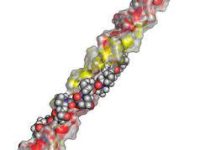 Soepelere kniegewrichten door ongedenatureerd collageen type II (UC-II)