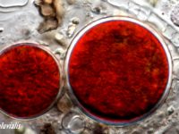 Astaxanthine, een supplement tegen rimpels