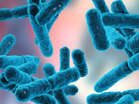 Welke probiotica kun je het best gebruiken naast een antibioticakuur?