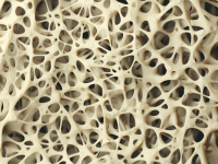 Goede zuur-basebalans gunstig voor botgezondheid