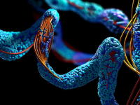 Essentiële aminozuren verbeteren cognitie