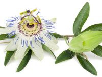 Passiflora incarnata maakt het doorbreken van verslaving aan opiaten dragelijker