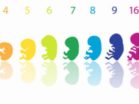 Omega-3 voor zwangere vrouw met overgewicht