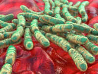 Darmmicrobioom zuigelingen koloniseert niet voor de geboorte