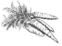 50 milliliter wortelsap erin, een kilo lichaamsvet eraf