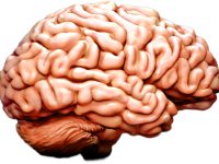 Meer magnesium, jongere hersenen