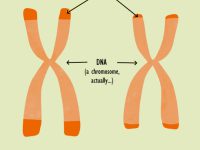 Intensieve sport vertraagt het tempo waarin je veroudert