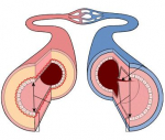 Vitamine K2 bloedvaten