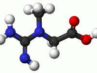 Creatine versnelt herstel spieren duursporters