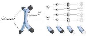 Telomeren