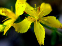 Sint Janskruid vermindert depressie