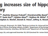 Veroudering laat hersenen krimpen, cardiotraining laat ze groeien