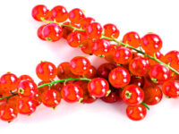 Bessen voor bloedvaten