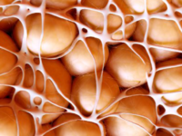 Bruin vet opruimer van vertakte aminozuren