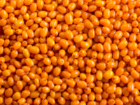 Abnormale cholesterolwaarden? Denk aan de duindoorn