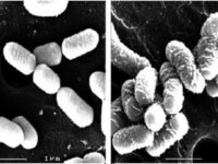 Het Duracell-effect van probiotica