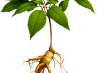 Siberische ginseng-kuur: stamina + 23 %