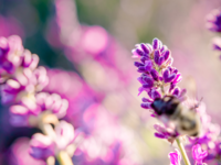 Lavendelbloesem bij vermoeidheid door MS