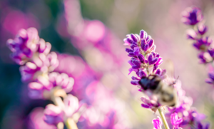 Lavendel