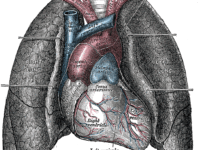 Voedingsvezels voor gezonde longen