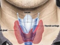 Het belang van jodium