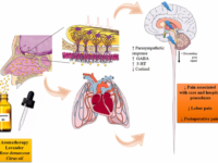 Meta-analyse naar effectiviteit van aromatherapie bij pijn