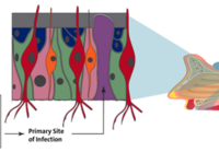 Geurverlies door COVID-19: werkingsmechanisme en mogelijke oplossing