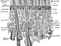 Combinatie van visolie en GLA stimuleert haargroei