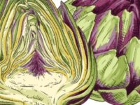 Artisjok ondersteunt lever