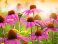 Beschermende werking Echinacea purpurea tegen corona