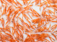 Krillolie heeft gunstige werking bij artrose