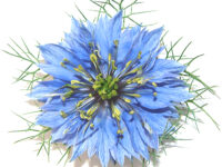 Humane studie: Nigella sativa verhoogt testosteronspiegel