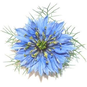 Nigella sativa