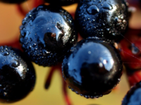 Vlierbes-extract gunstig voor darmmicrobiota